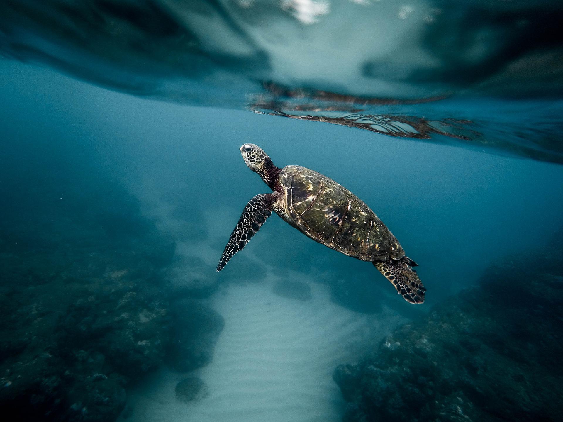 Turtle swimming in ocean